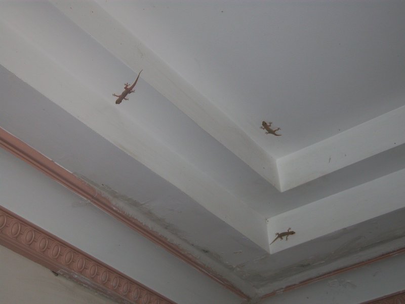 House Geckos 
