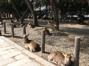 Nara National Park
