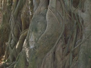 Buddha in the tree