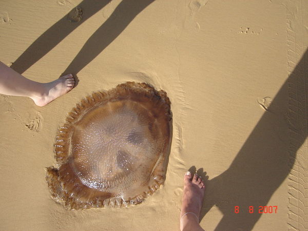 A Giant Jellyfish!