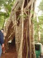 Unusual tree in Yidney Scrub