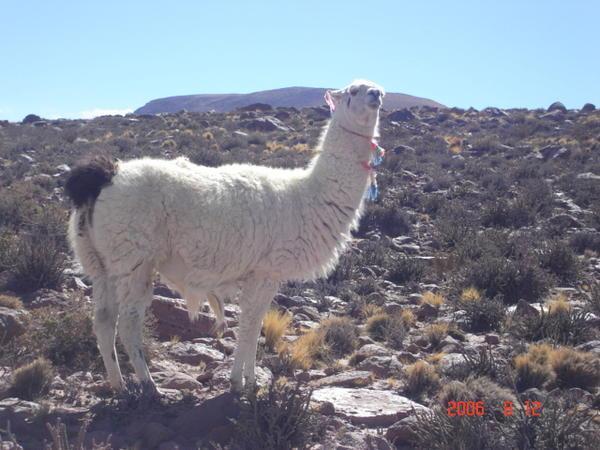 A llama posing for the camera