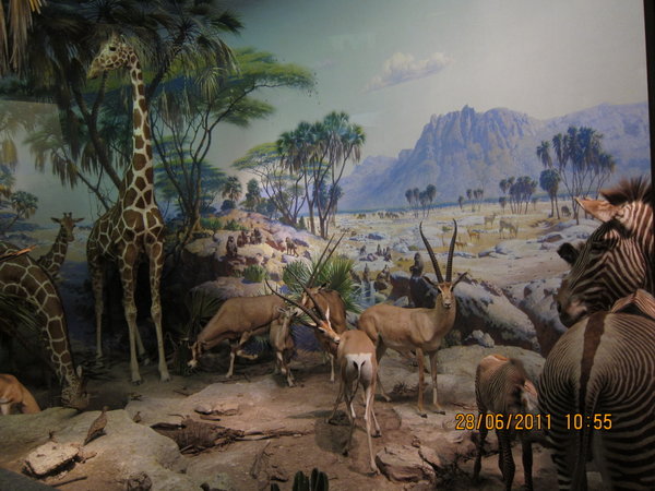 AMNH - African Animals