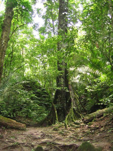 Secret Jungle Path