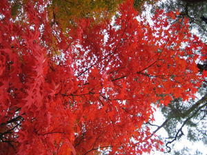 Kyoto - The Colours2
