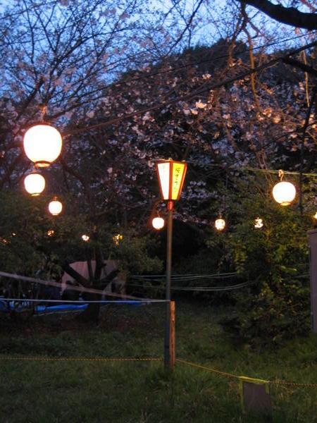 Evening Sakura Sightings