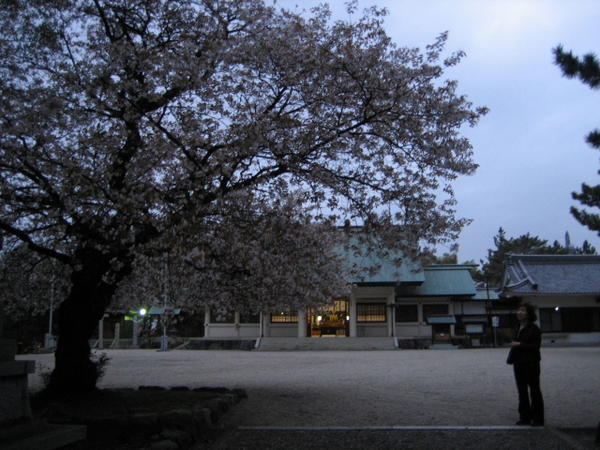 Evening Sakura Sightings2