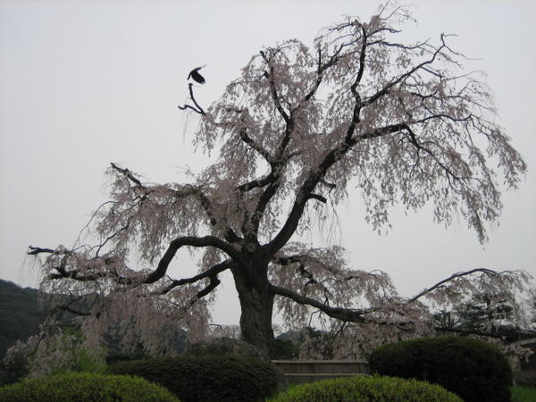 Maruyama Park in Kyoto4