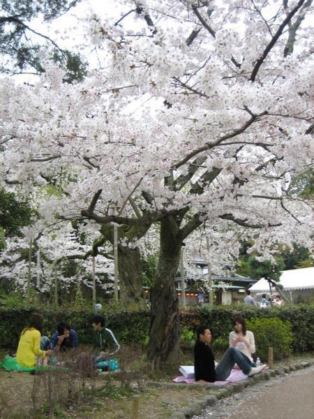 Maruyama Park in Kyoto6