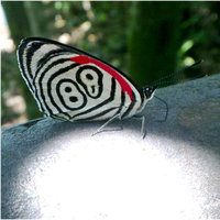 butterfly88