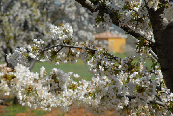 Cabonon and Cherry Trees
