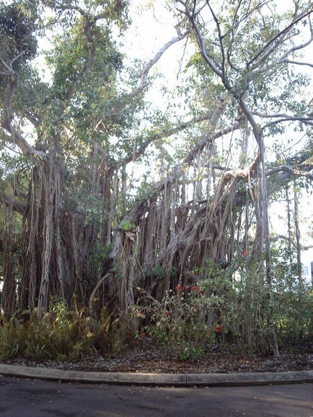 Darwin banyan tree