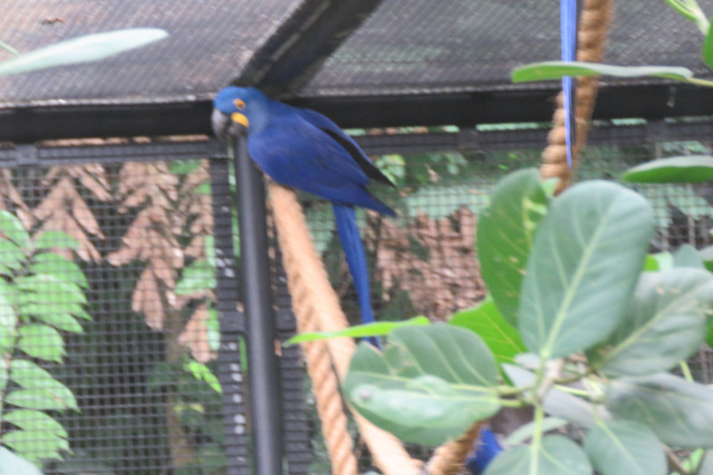 Jurong Bird Park