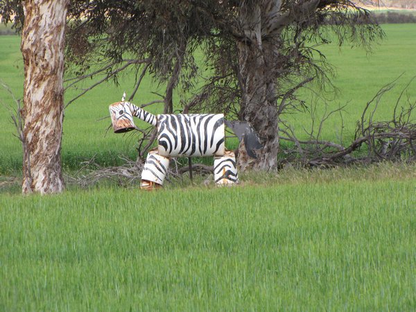 Zebras in Australia?