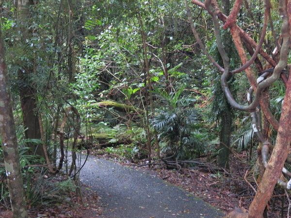 Forest Walk 3