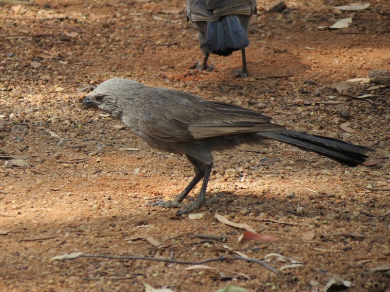 Undara - Apostle Birds