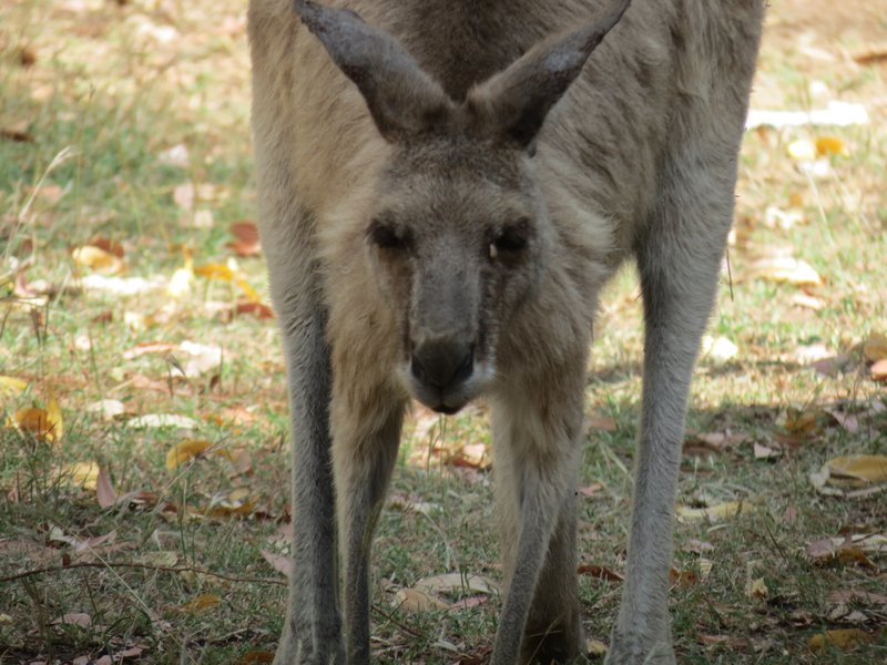 Undara - Grey kangaroo - friendly