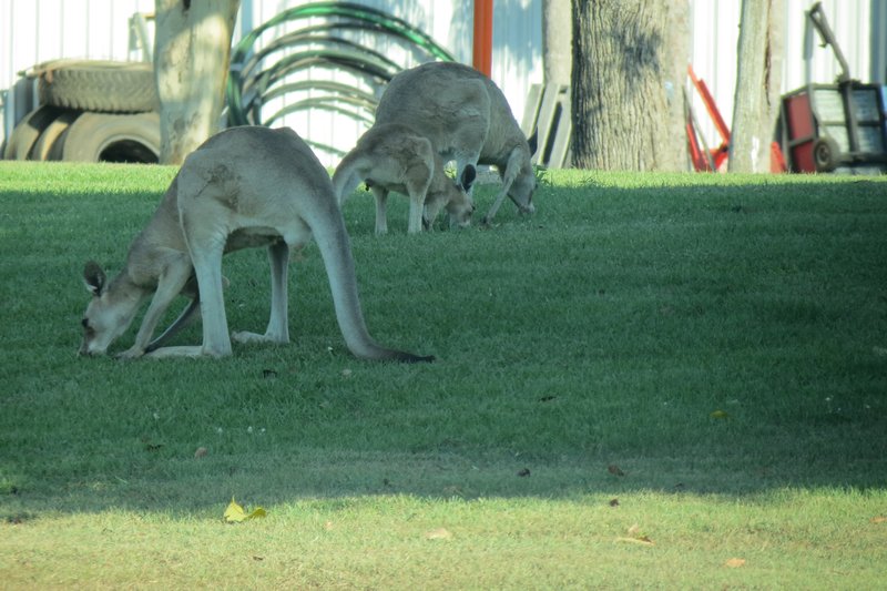 Friendly locals at our Mareeba camp site