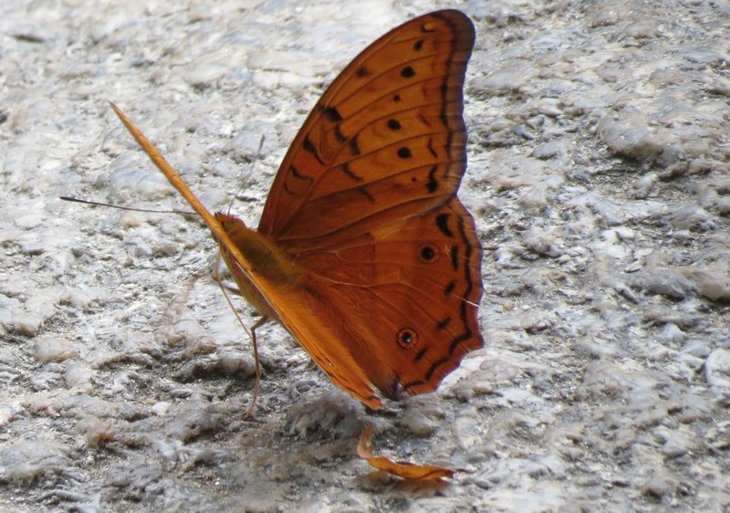 Butterfly Poses on rock