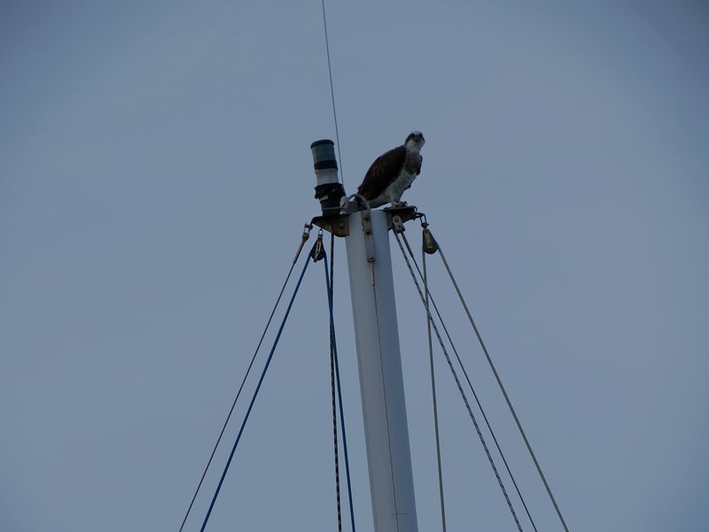 Spy on yatch mast