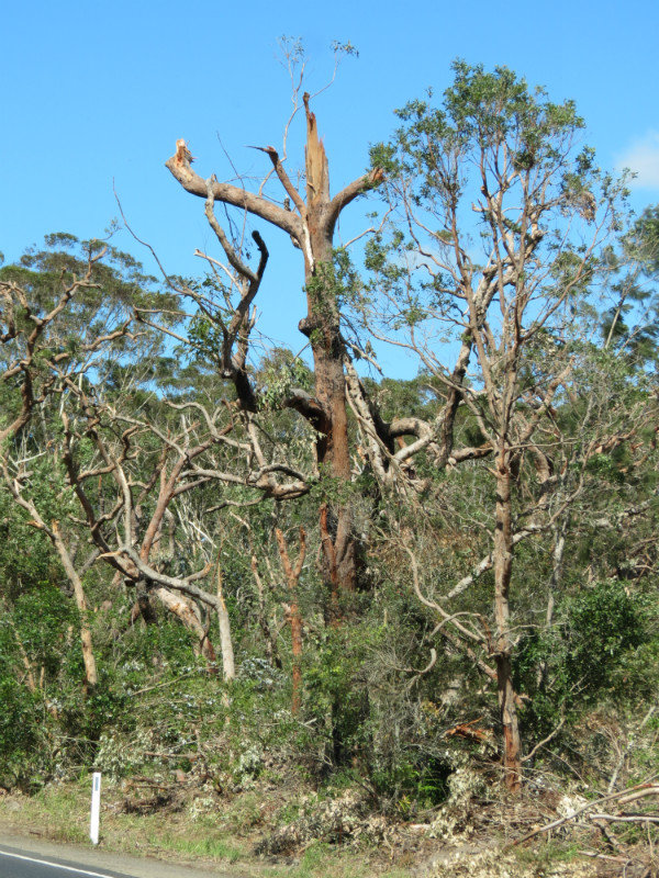 Tornado smashed tree