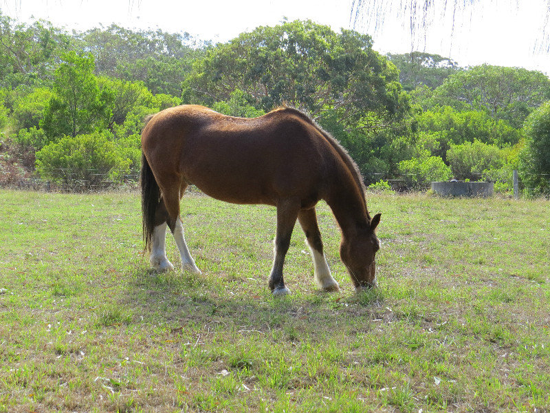 Bimbi Park - horses for riding tours