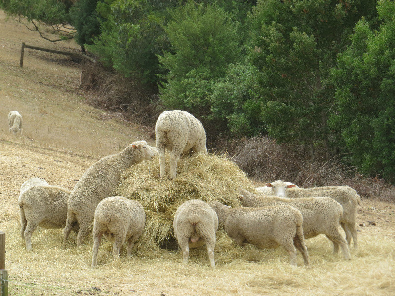 Sheep on hay stack
