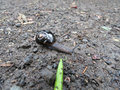 Otway black snail