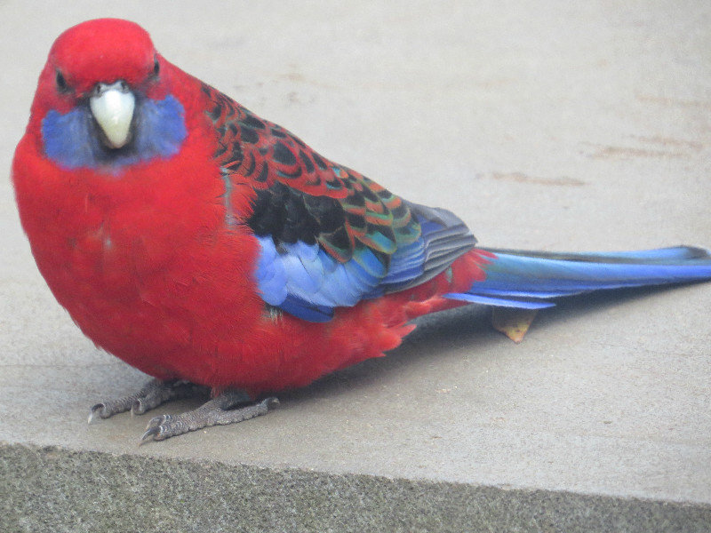 Crimson Rosella