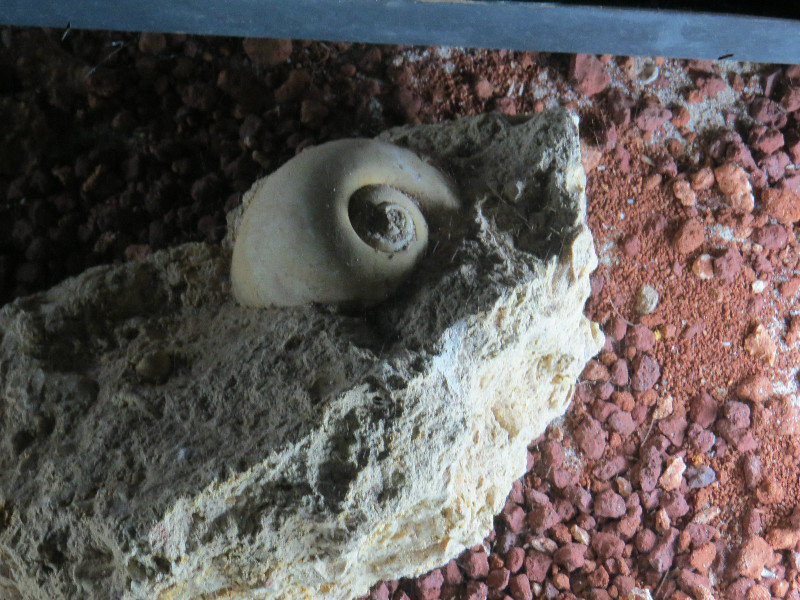 One of many fossils