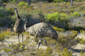 Two Emus