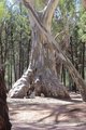 Huge tree