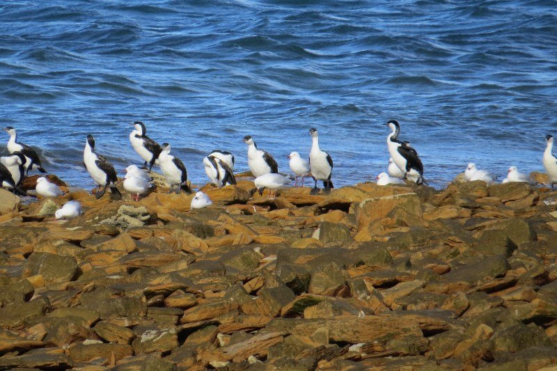Cormorants and gulls