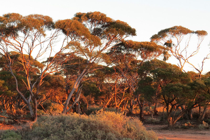 Sunset on the gums
