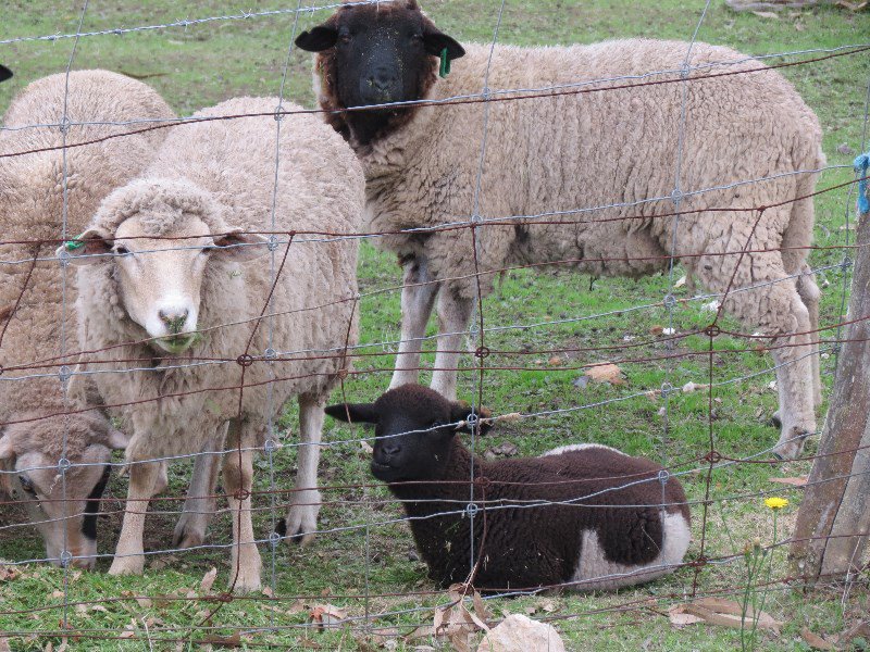 More coloured sheep of Kojonup