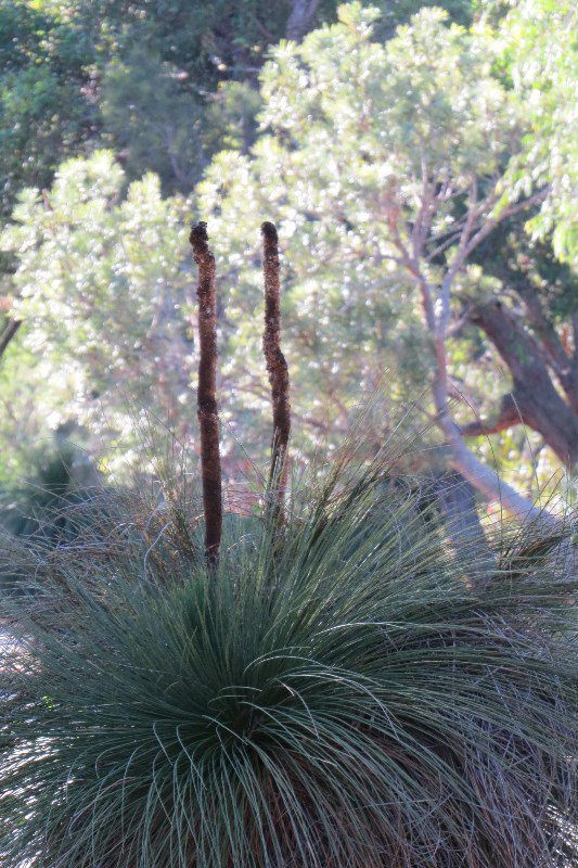 West Australian Grass Tree