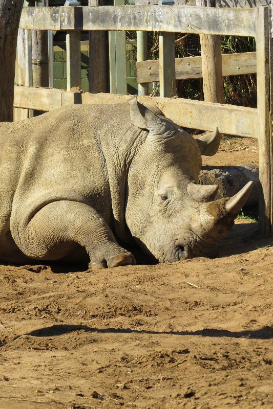 Rhino resting