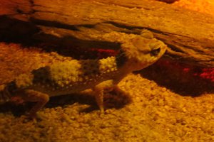 Nobbly Gecko