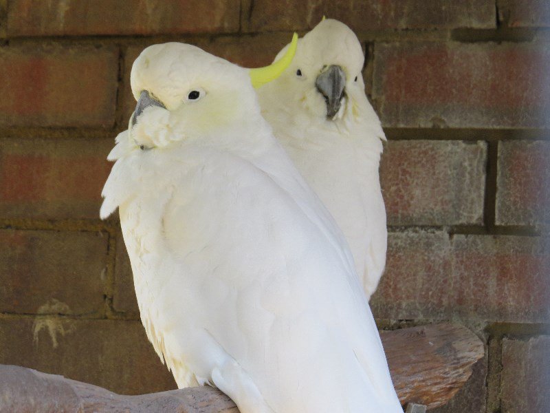 Sulphur crested cockatoos