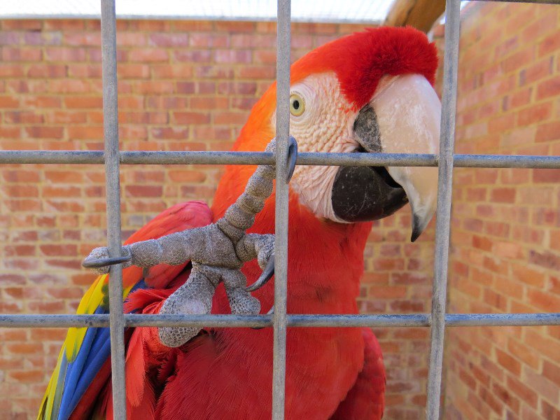 Avoid macaw claw prints