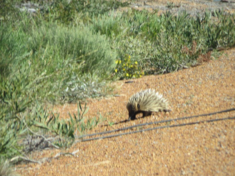 Echidna crossing the road