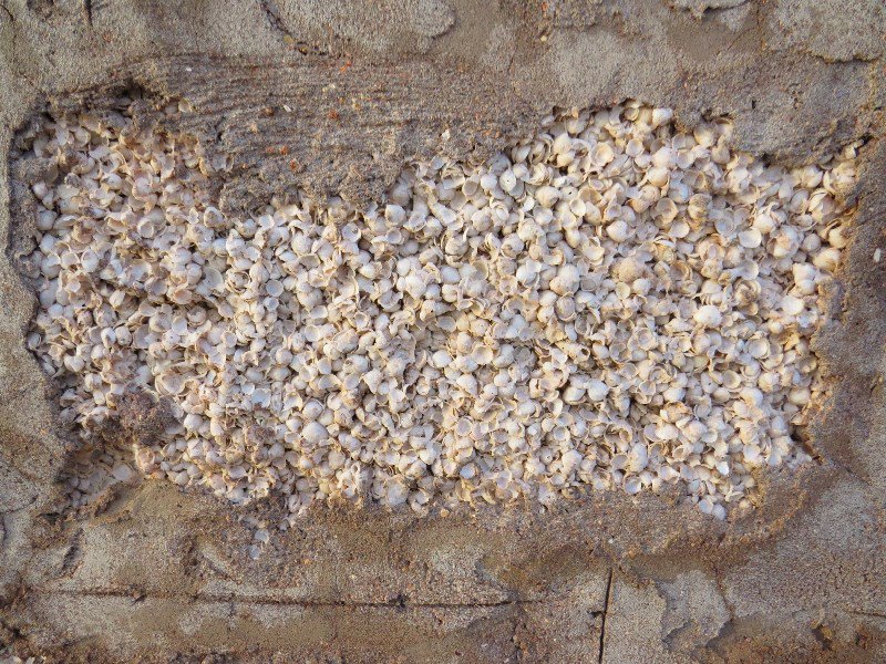 Close up of a shell brick