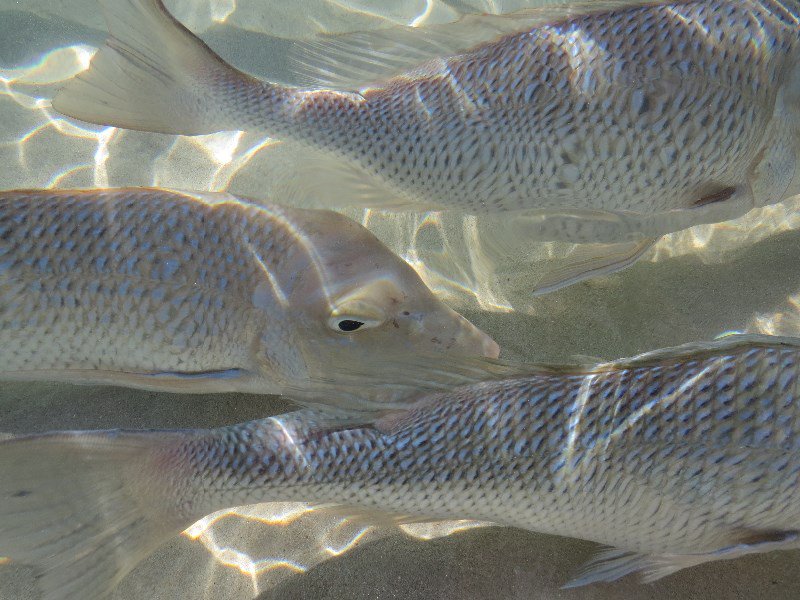 Spangled Emperor Fish