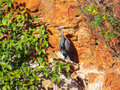 Yardie Creek Heron