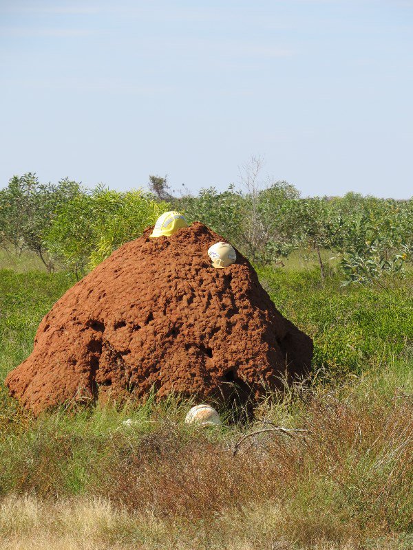 Termite mounds with miners helmets