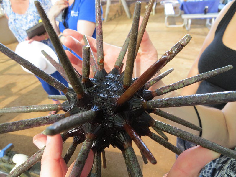 Sea Urchin (Alive)