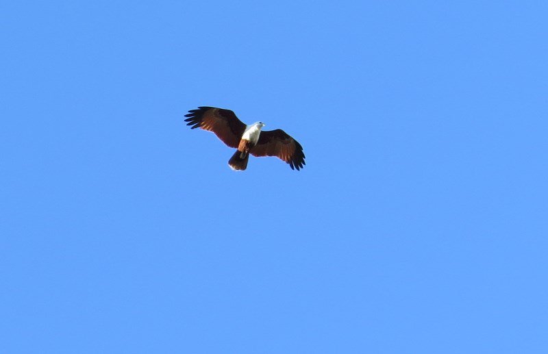 A sea Eagle overhead