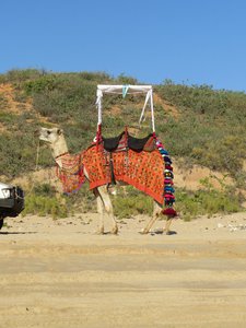 Wedding camel