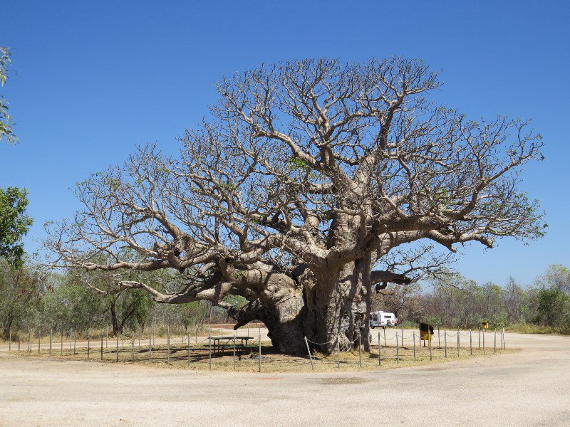 The Boab Tree rest area