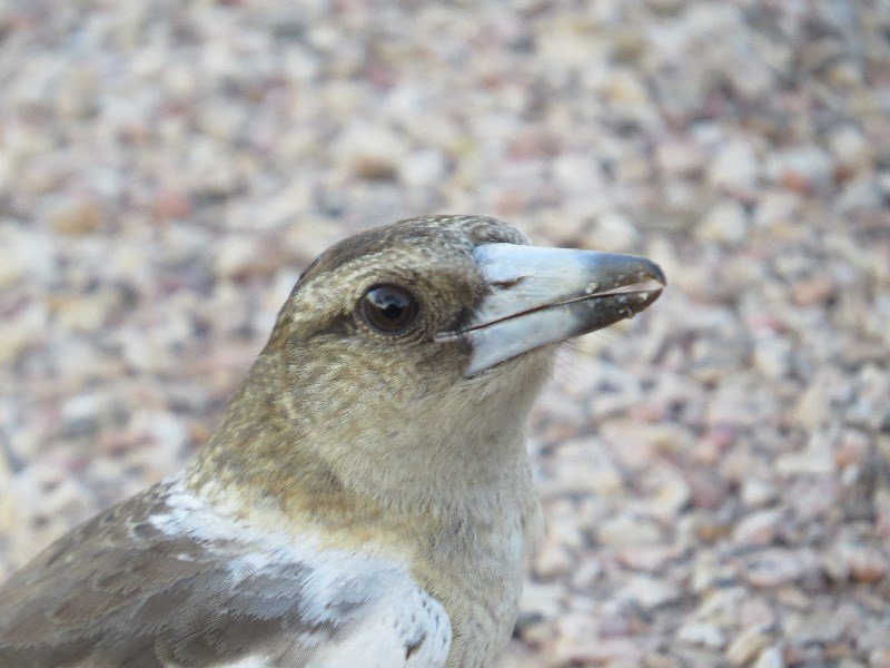 Pied Butcher Bird - juvenile